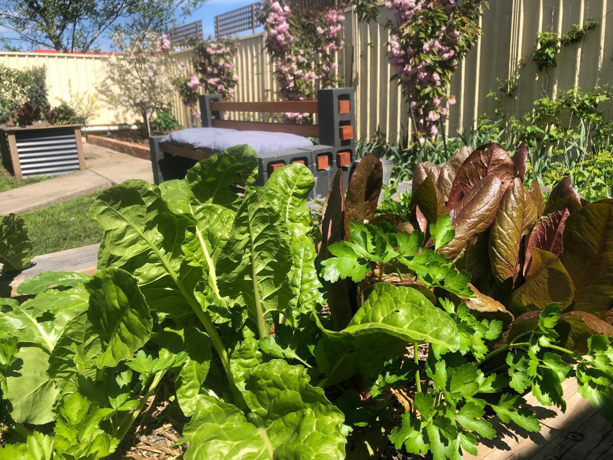 Lovely Budget Vegan Homestay Launceston Exterior foto